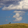 Horses