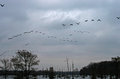 Morning Migration