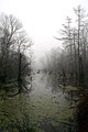 Another foggy morning