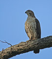 hawkweb4313.jpg