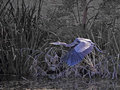 Blue Heron