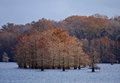 Cypress Fall