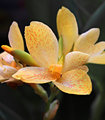 Flowers for Shez