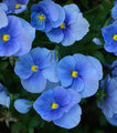 Flowers for Shez