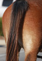 Horse's-behind