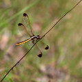 Dragon Fly