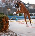 The Leap