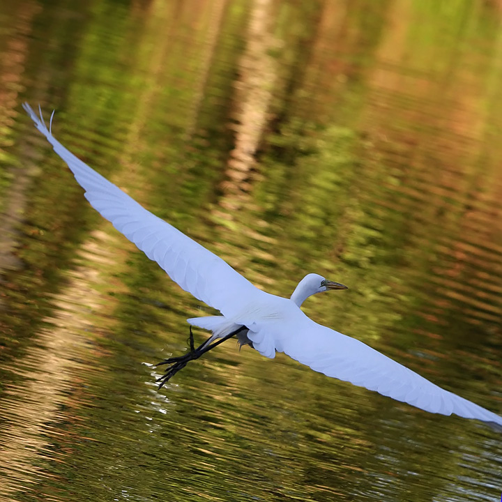 Bayou Egret