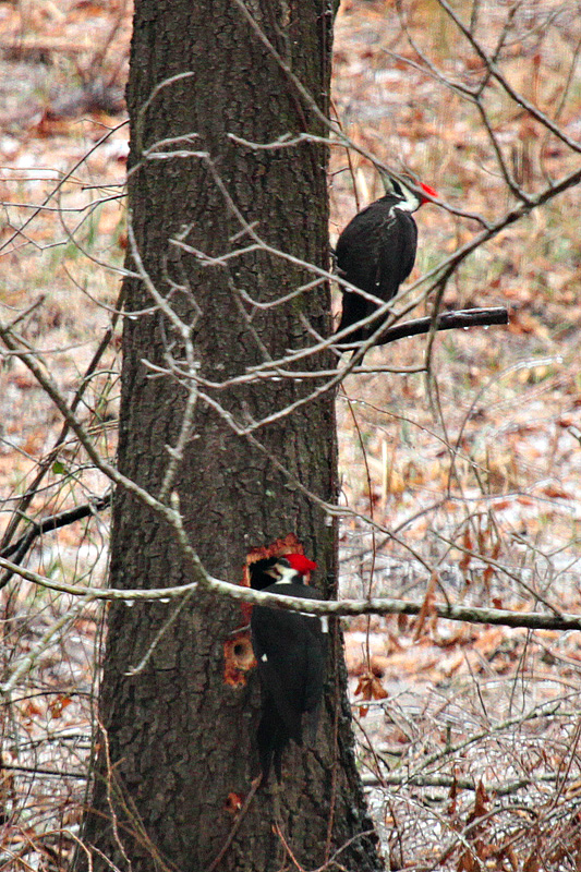 Woodpeckers