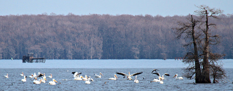 Pelicans