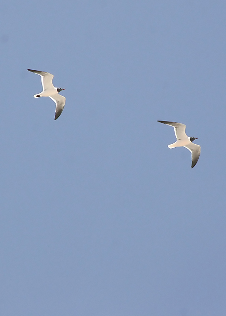 Seagulls