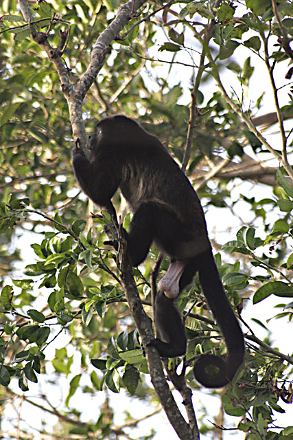 Mexican Monkey
