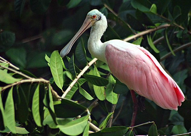 Spoonbill