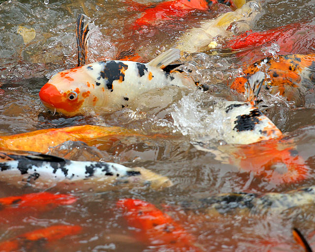 Carp