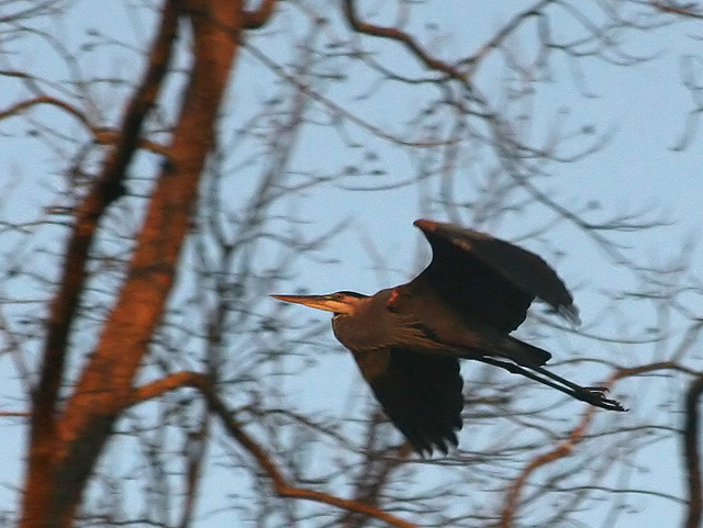 Big Bird (but brown)