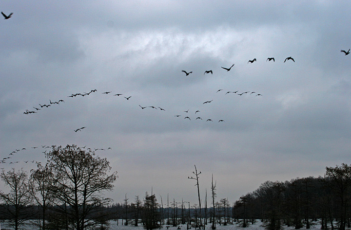 Morning Migration