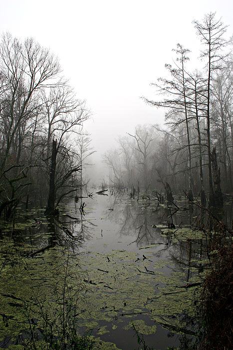 Another foggy morning