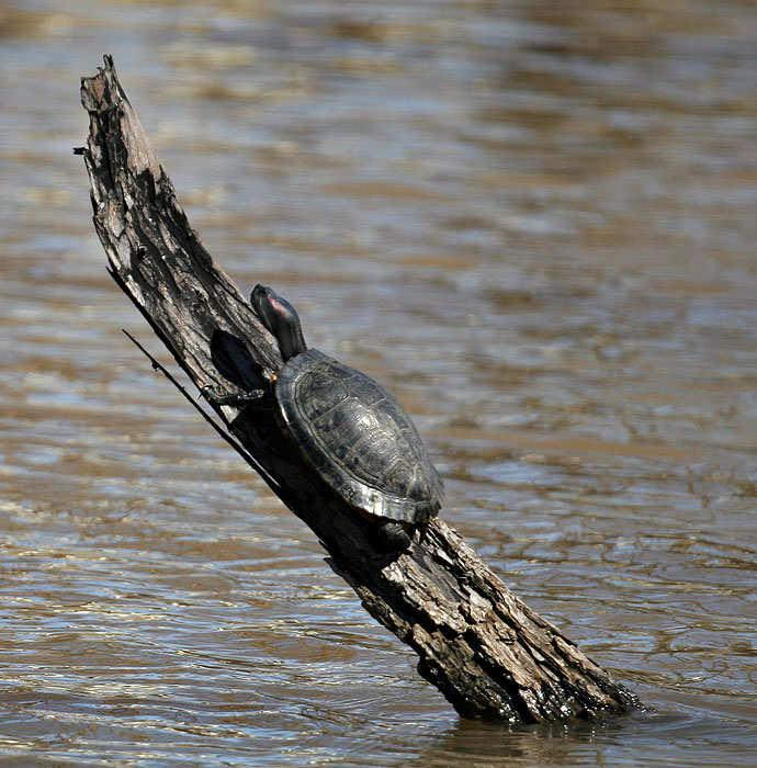 Turtle