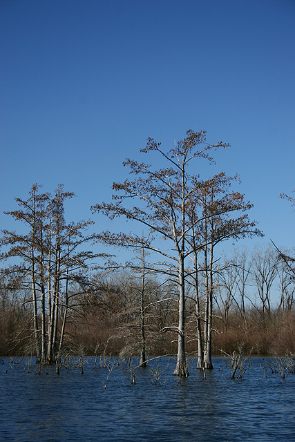 Minimal Trees Outtake
