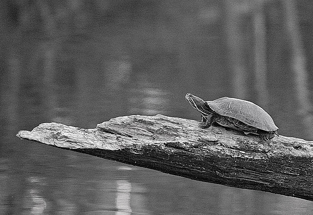 Turtle