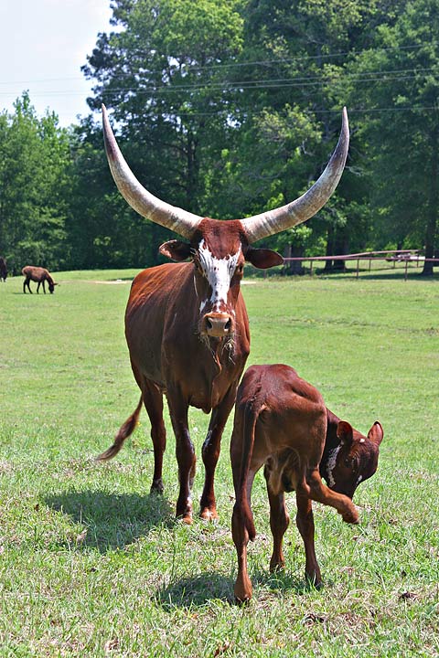 Bovine