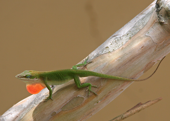 Larry Lizard