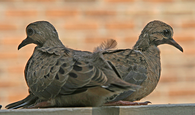 Young Doves