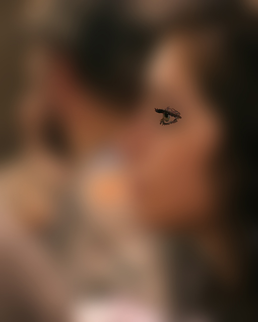 IMG_1277a_eye.jpg