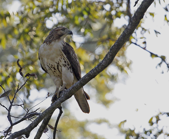 HawkWeb4256.jpg