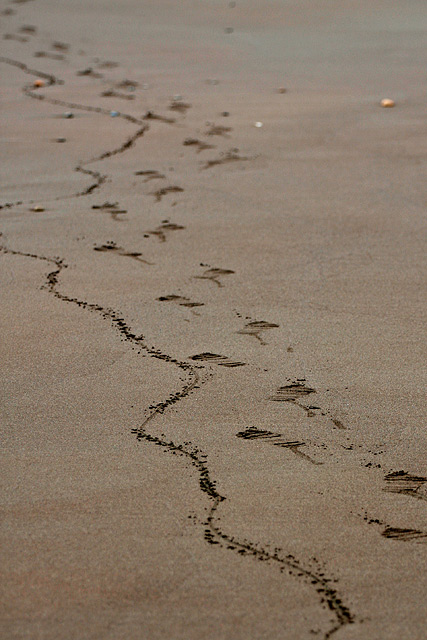 Strolling the Beach