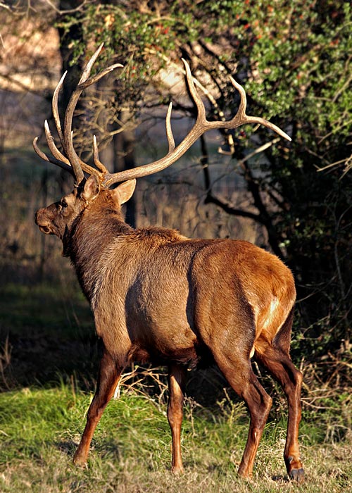 Elk
