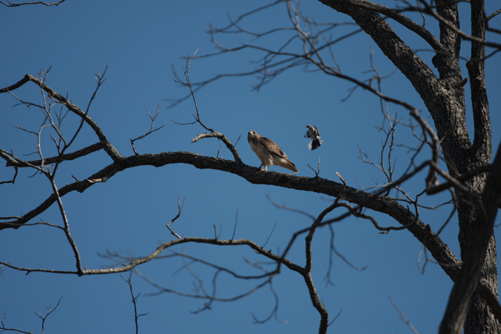 IMG_1134orig