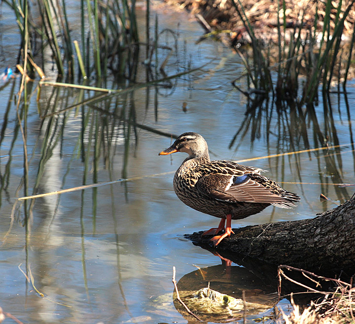 Duck