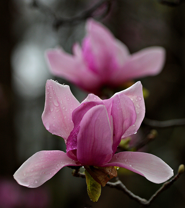 Flower on a Tree