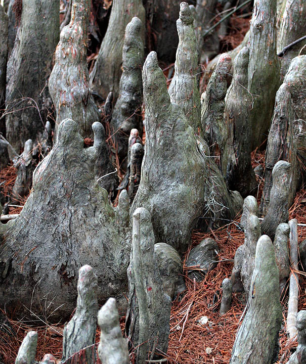 Cypress Knees