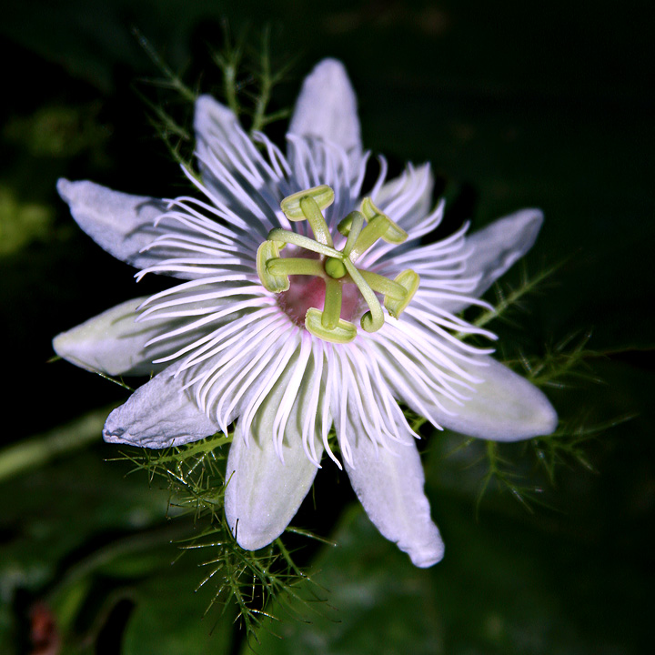 Strange flower