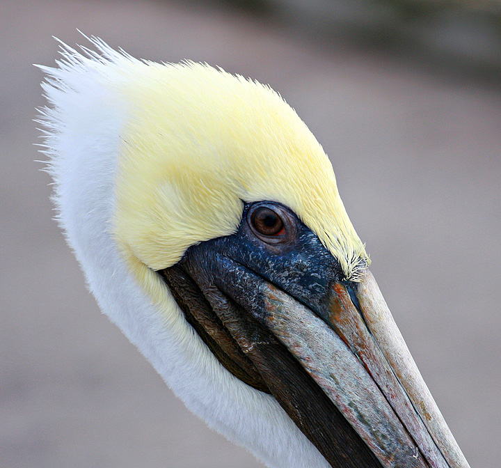 Head Shot of a Pelican