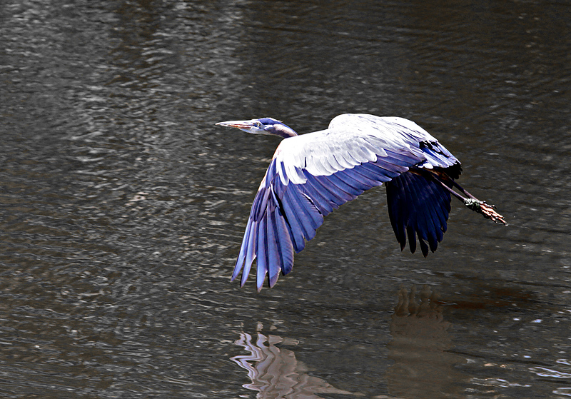 Heron on the Bayou