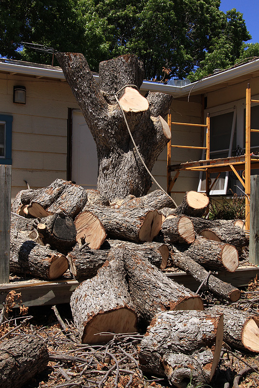 Pecan-Logs