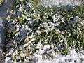 Snow-Covered Greenery