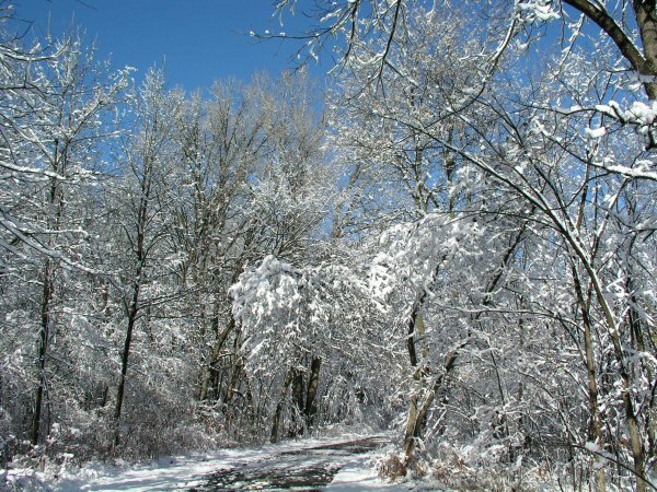 Thanksgiving Snow