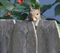 Squirrel on fence