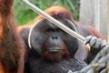 Orangutan.jpg