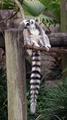Ring-tailed Lemur.