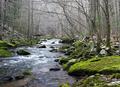 Fiery Gizzard River bottom