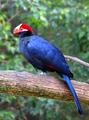 Wild bird