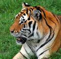 Big Cat