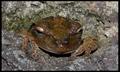 Frog in hole