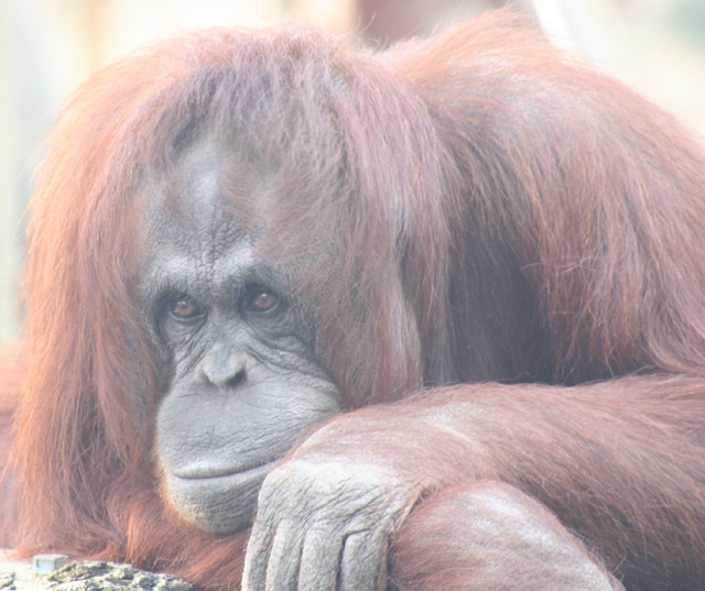 Tampa Zoo Orangutan Unedited