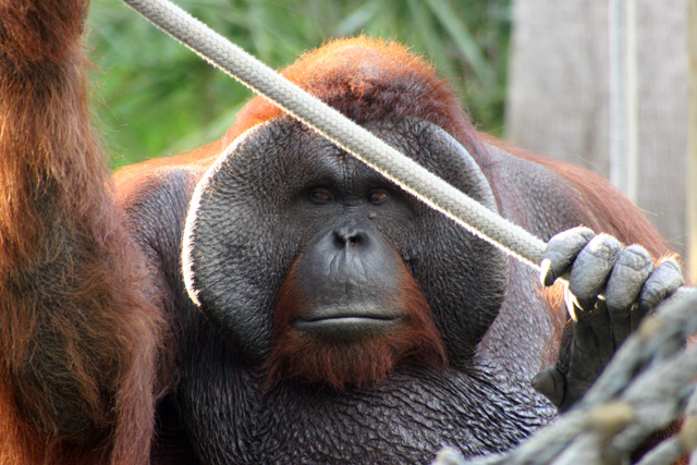 Orangutan.jpg